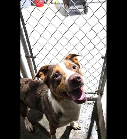 Pepper, Adoptable, Adult Male Mixed Breed & Mixed Breed.