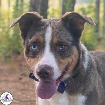 Pepper, a Adoptable Mixed Breed in Guntersville, AL image 2/2