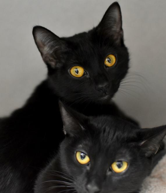 Mazzy, Adoptable, Adult Female Domestic Short Hair.