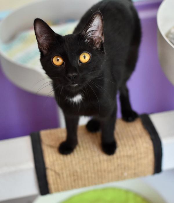 Enlarge Mazzy, a Adoptable Domestic Short Hair in Marietta, GA image 2/4