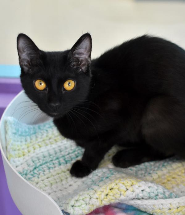 Enlarge Mazzy, a Adoptable Domestic Short Hair in Marietta, GA image 3/4