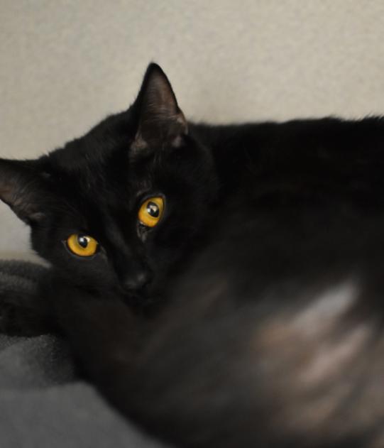 Enlarge Mazzy, a Adoptable Domestic Short Hair in Marietta, GA image 4/4