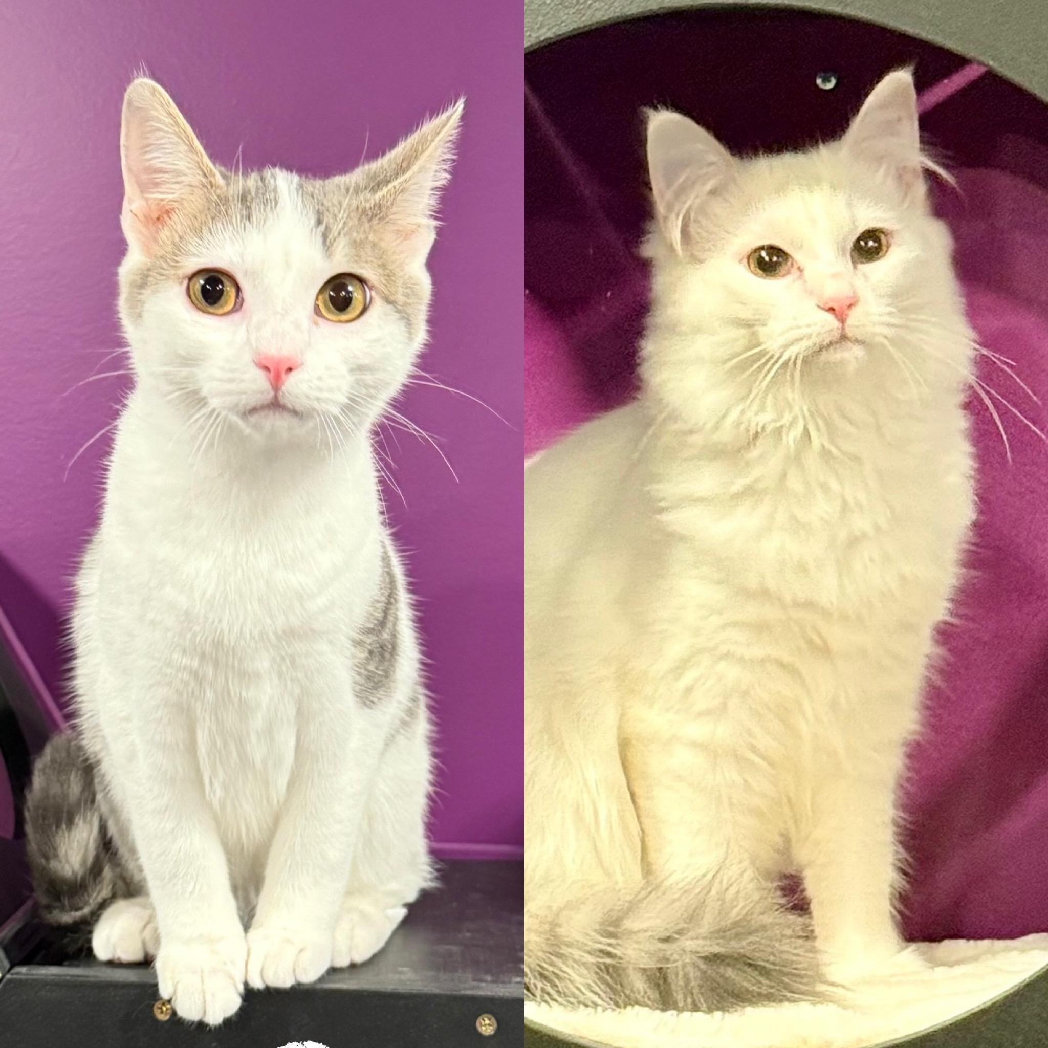 Cotton Candy & Circus Peanut, Adoptable, Kitten Male Domestic Medium Hair.