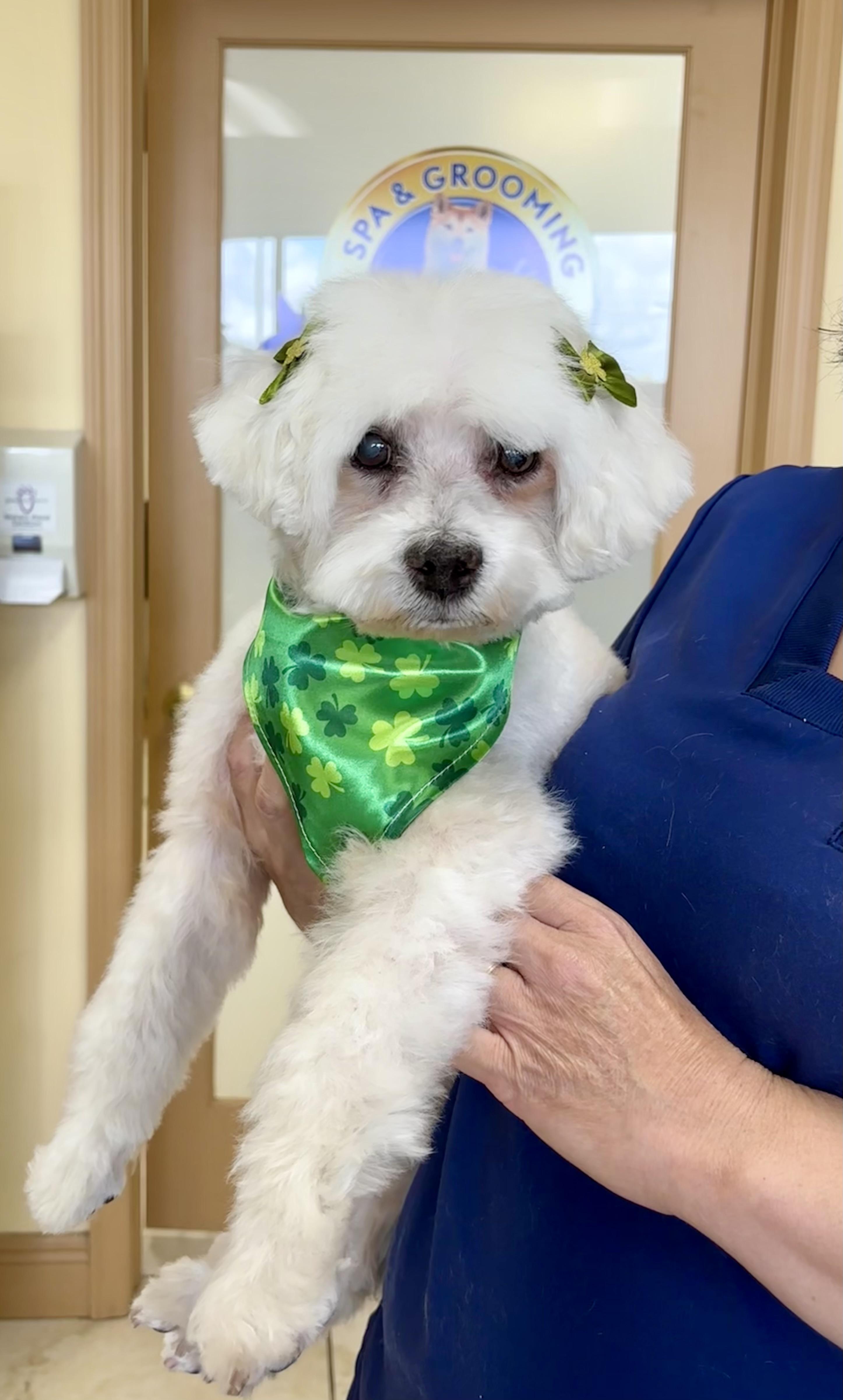 Kaylee, a Adoptable Miniature Poodle in Cape Coral, FL image 5/6