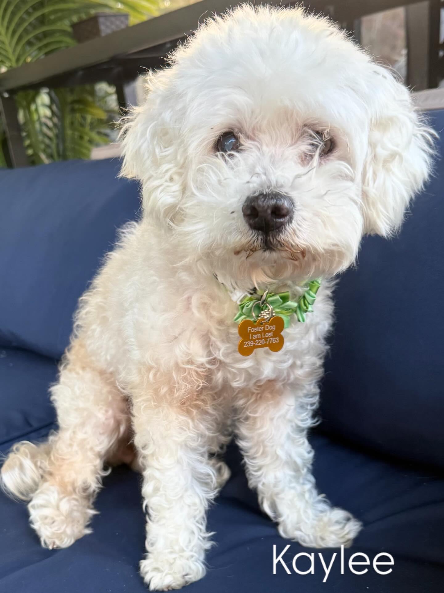 Kaylee, a Adoptable Miniature Poodle in Cape Coral, FL image 2/6