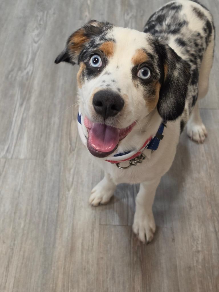 Puppy - Shiloh, Adoptable, Puppy Male Cocker Spaniel & Australian Shepherd.