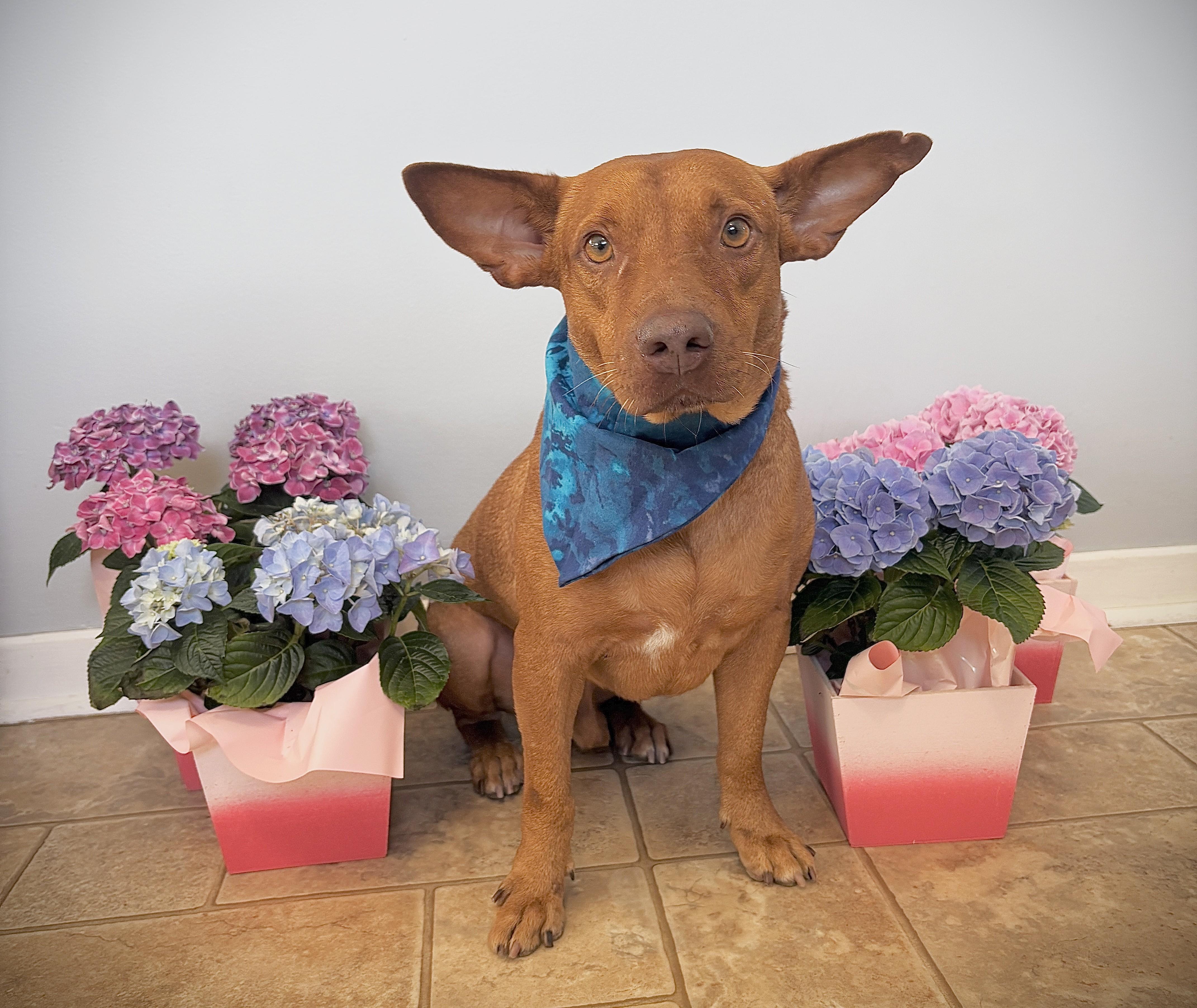 Enlarge Pinky aka Rocky (33 lbs), a ADOPTABLE Mixed Breed in Mississauga, ON image 1/6