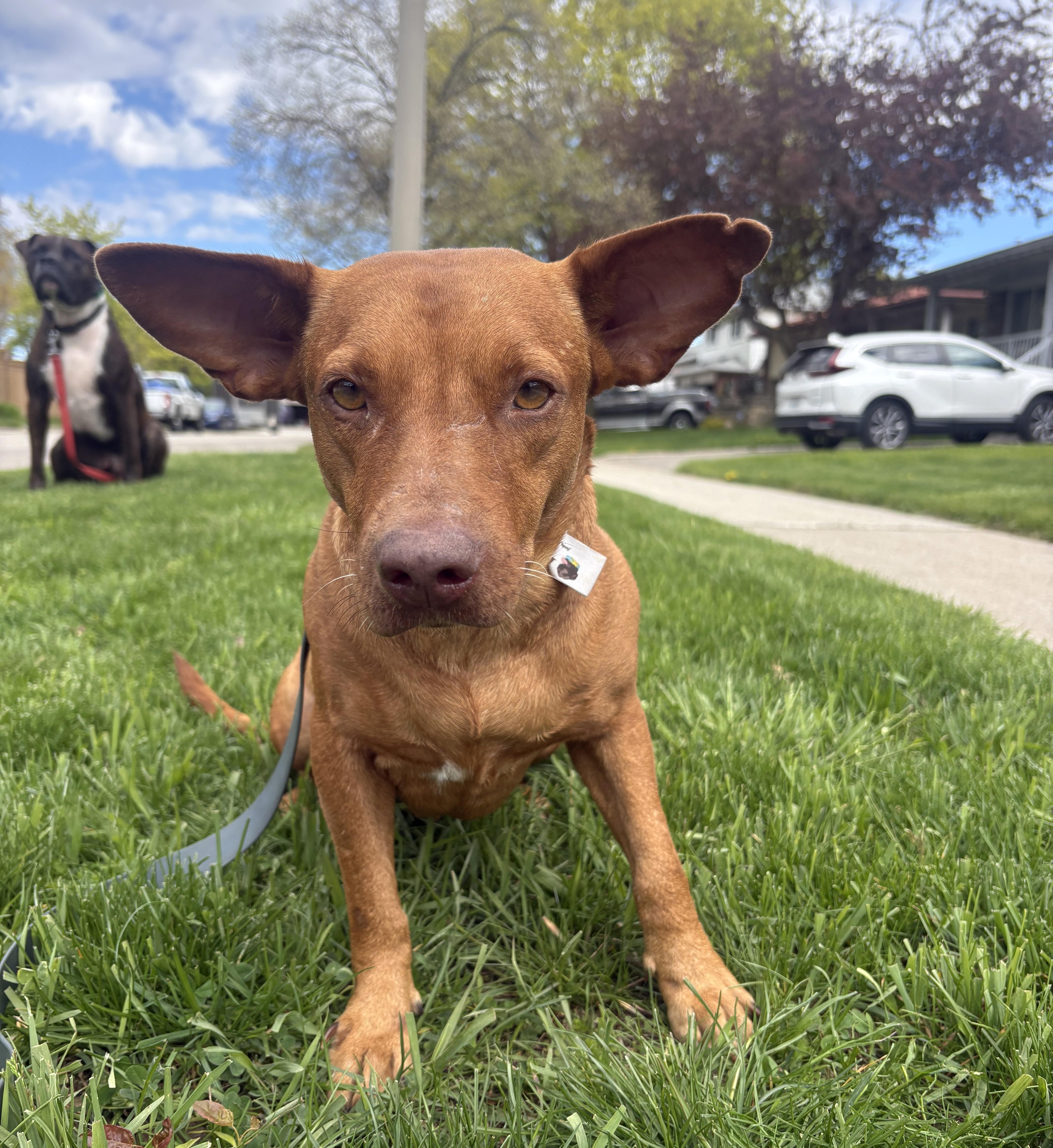 Enlarge Pinky aka Rocky (33 lbs), a ADOPTABLE Mixed Breed in Mississauga, ON image 6/6