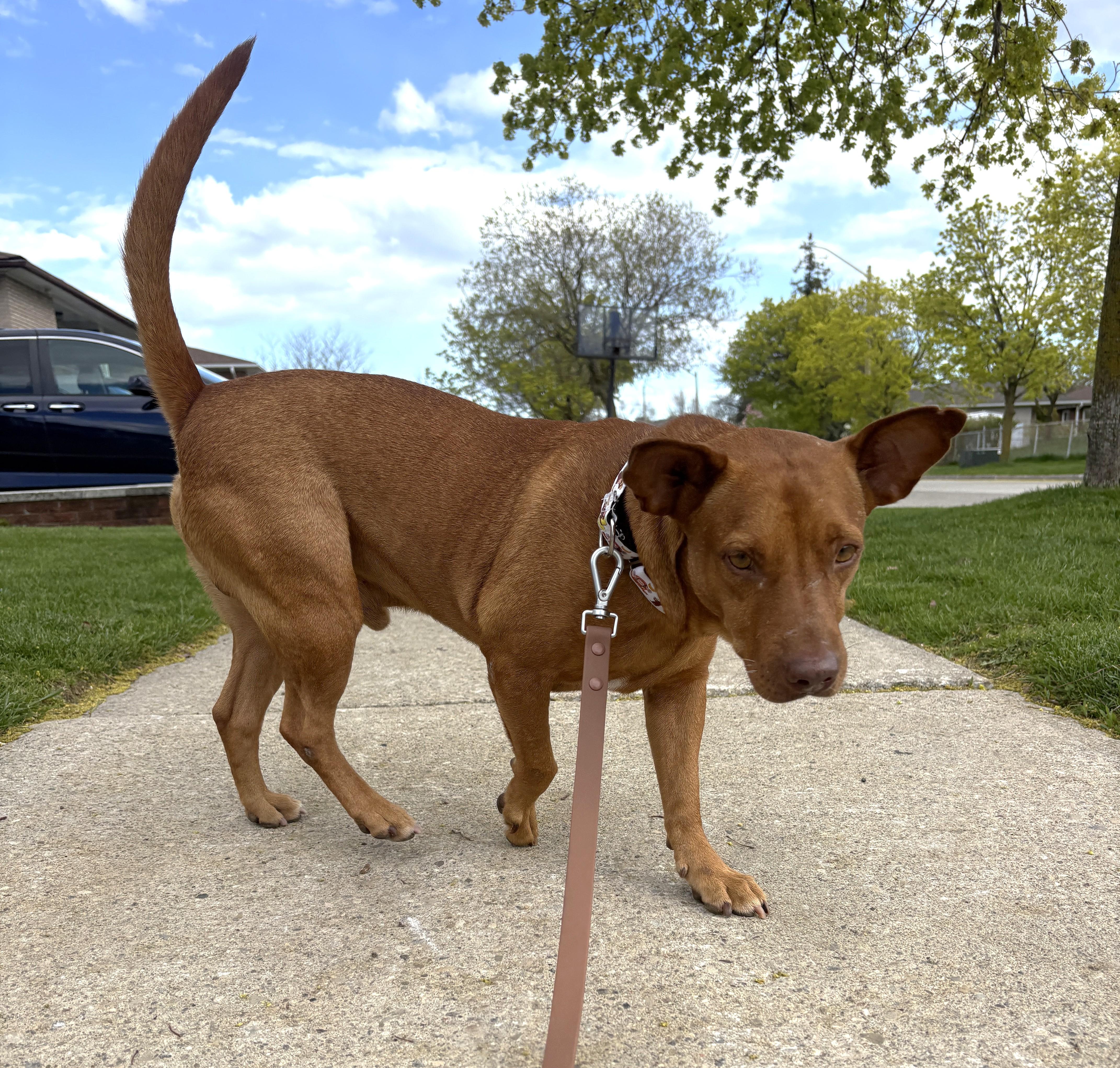 Enlarge Pinky aka Rocky (33 lbs), a ADOPTABLE Mixed Breed in Mississauga, ON image 2/6