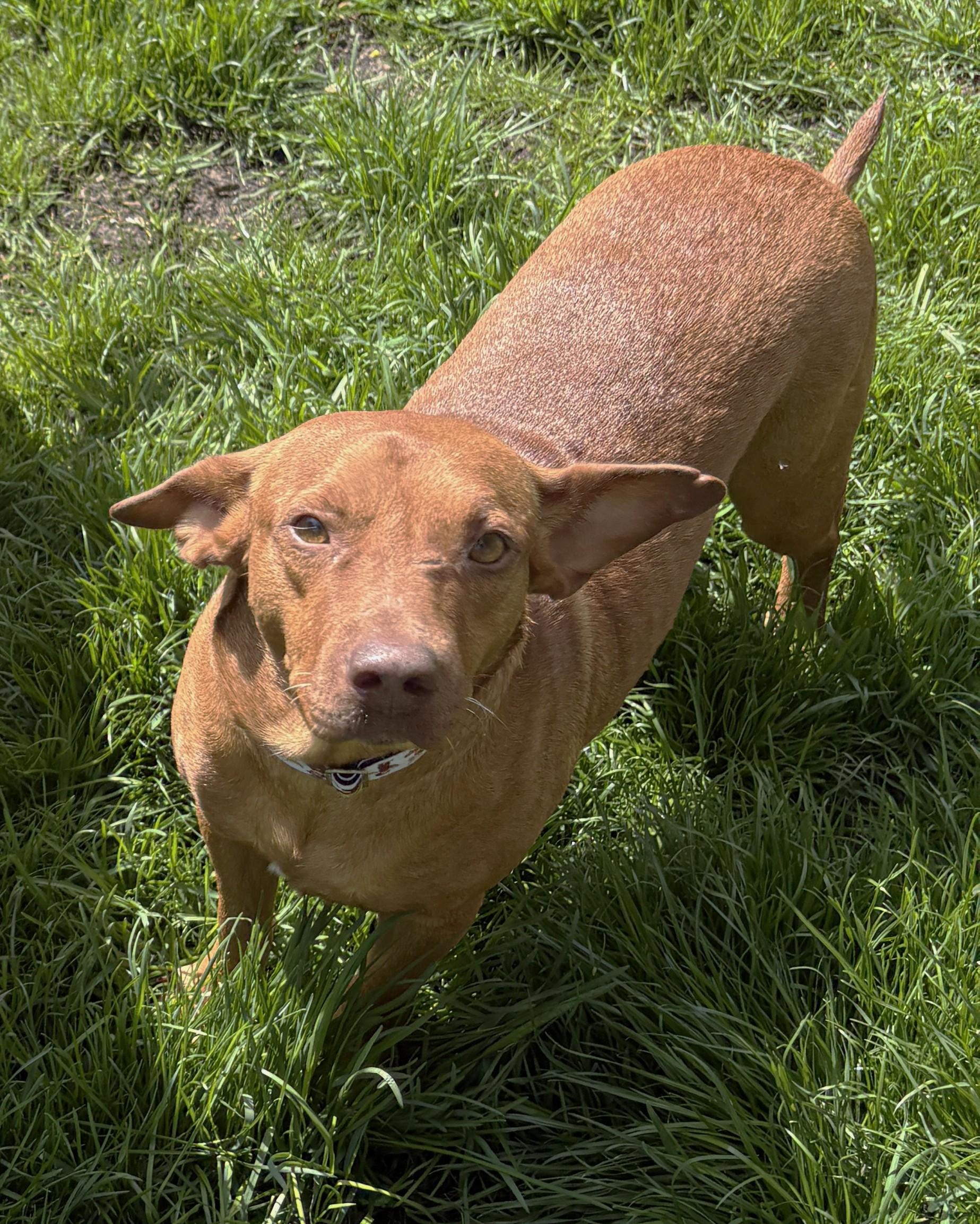 Enlarge Pinky aka Rocky (33 lbs), a ADOPTABLE Mixed Breed in Mississauga, ON image 5/6
