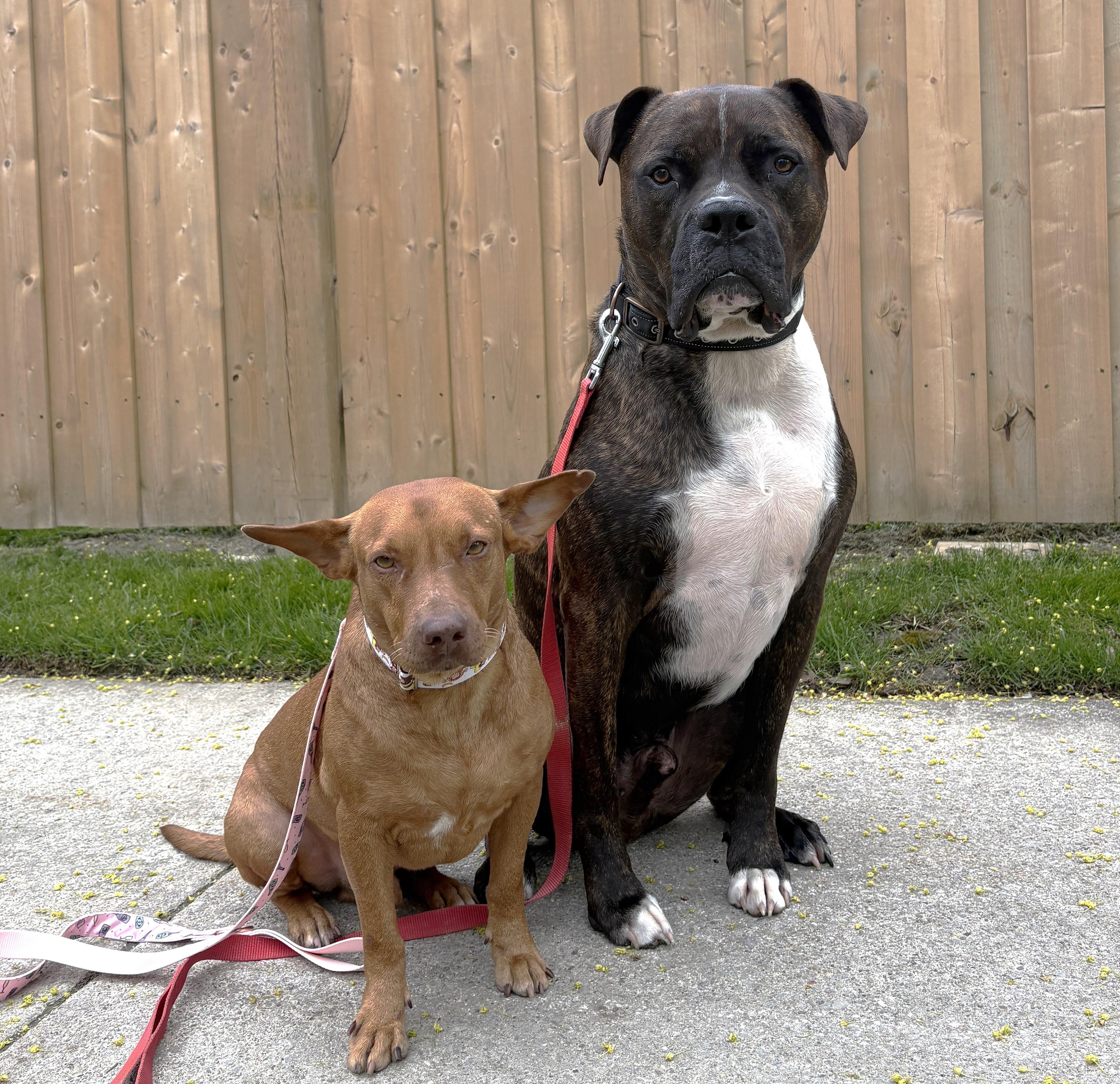 Enlarge Pinky aka Rocky (33 lbs), a ADOPTABLE Mixed Breed in Mississauga, ON image 4/6