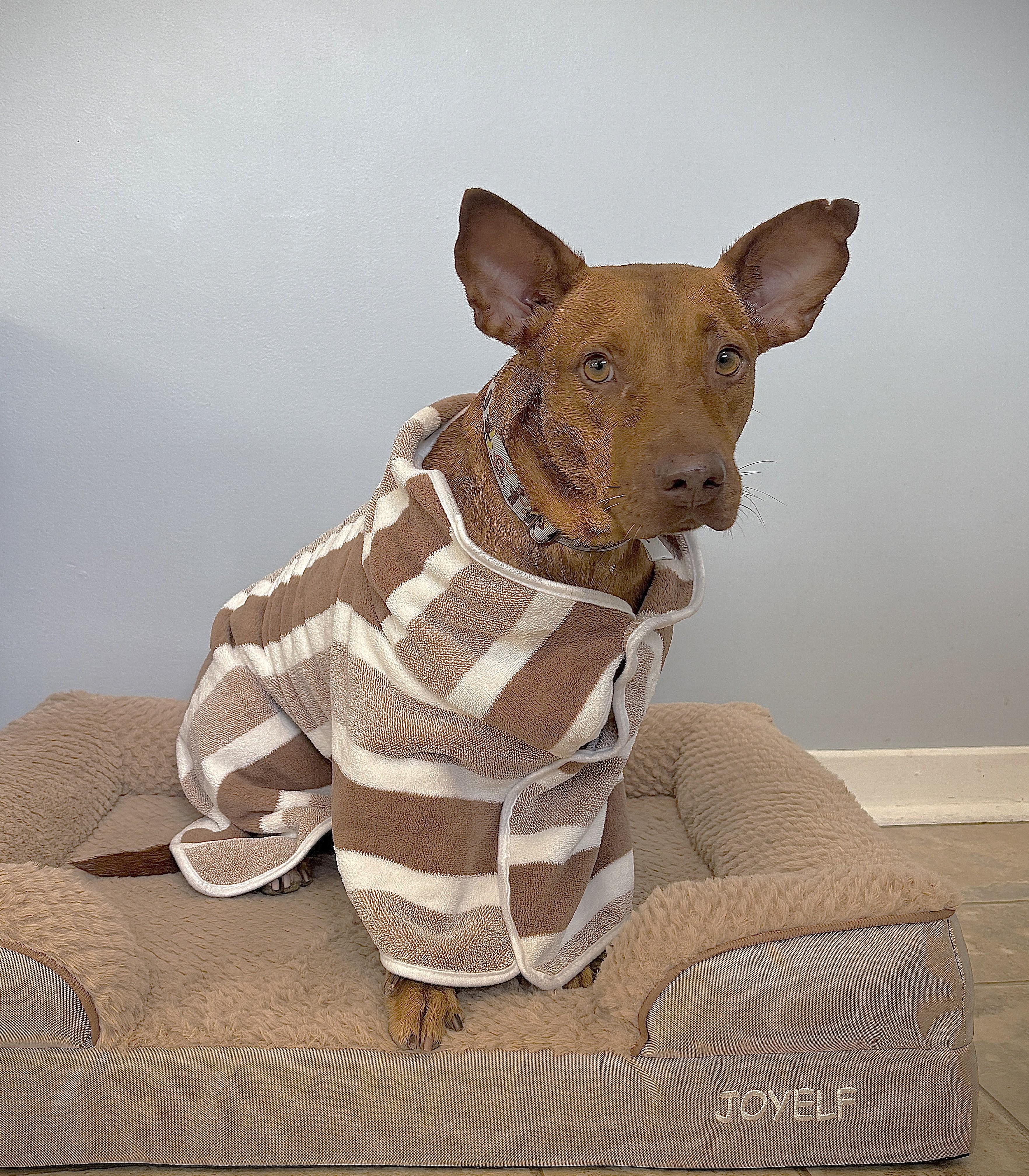 Enlarge Pinky aka Rocky (33 lbs), a ADOPTABLE Mixed Breed in Mississauga, ON image 3/6