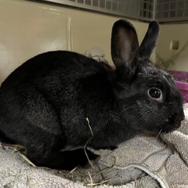 Iggy, Adoptable, Adult Female Havana & Bunny Rabbit.
