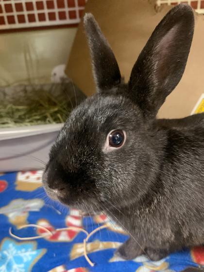 Iggy, Adoptable, Adult Female Havana & Bunny Rabbit.