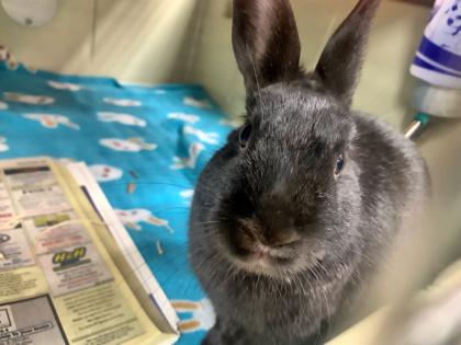 Enlarge Iggy, a Adoptable mixed breed in Madison, WI image 3/3