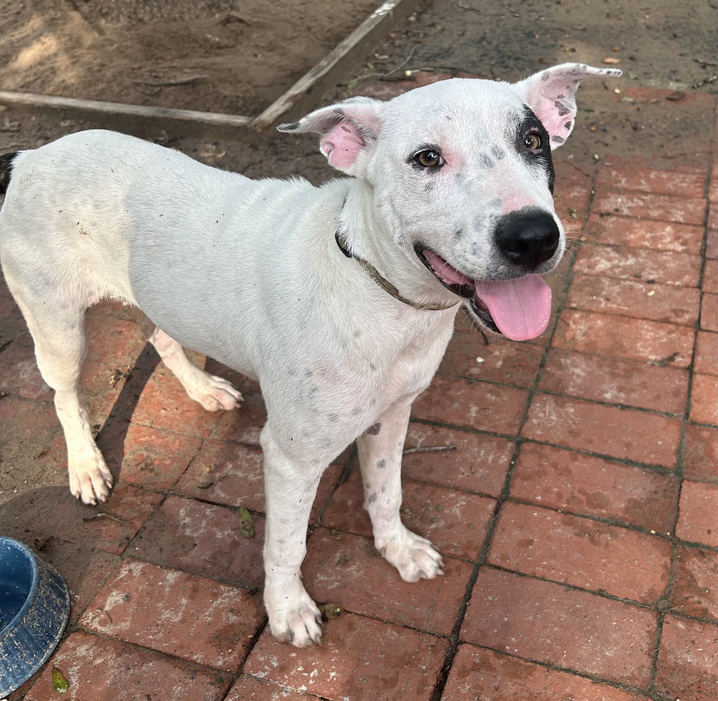 Enlarge Pira, a Adoptable mixed breed in Richmond, VA image 3/4