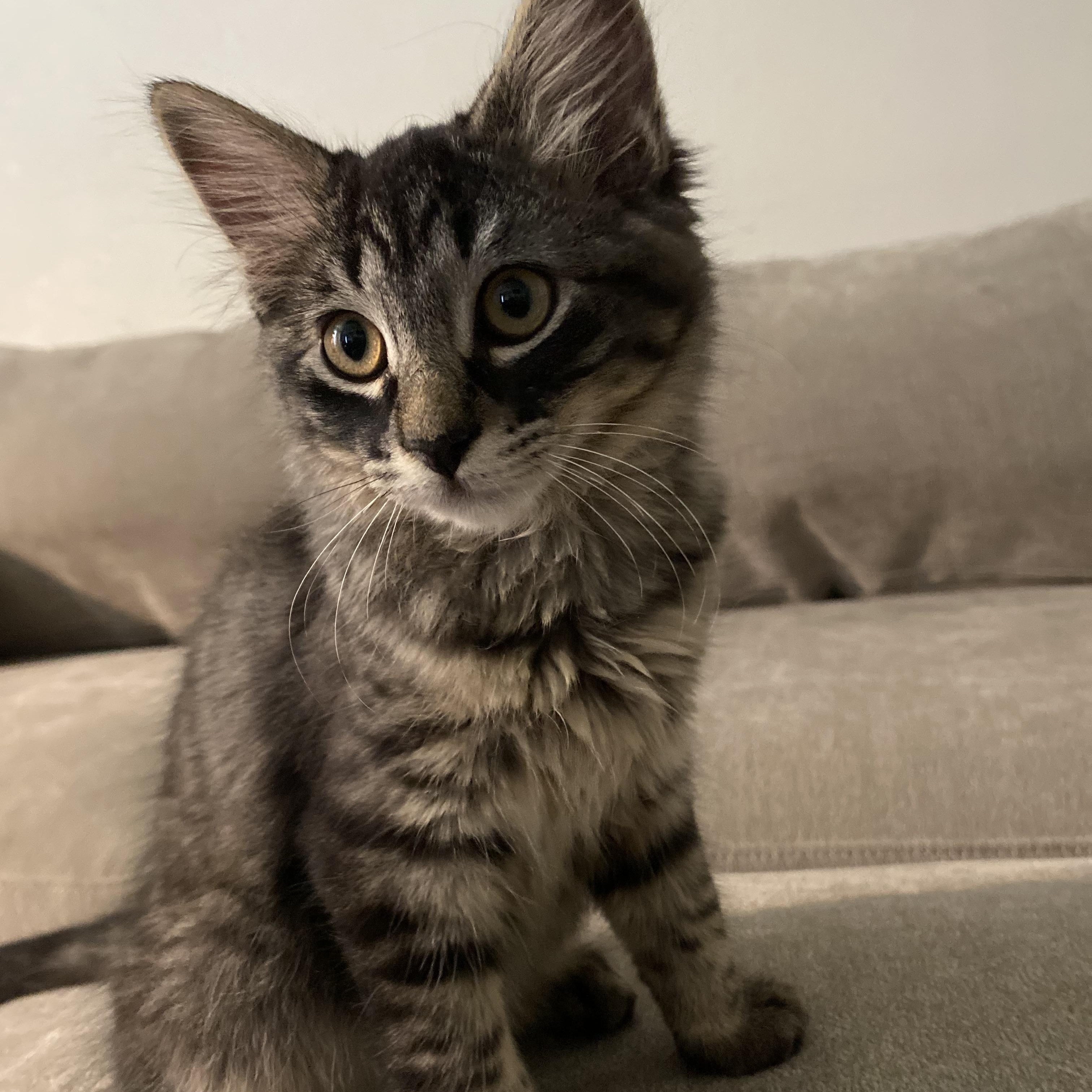 Elvis, a Adopted Domestic Medium Hair in Salinas, CA image 1/5