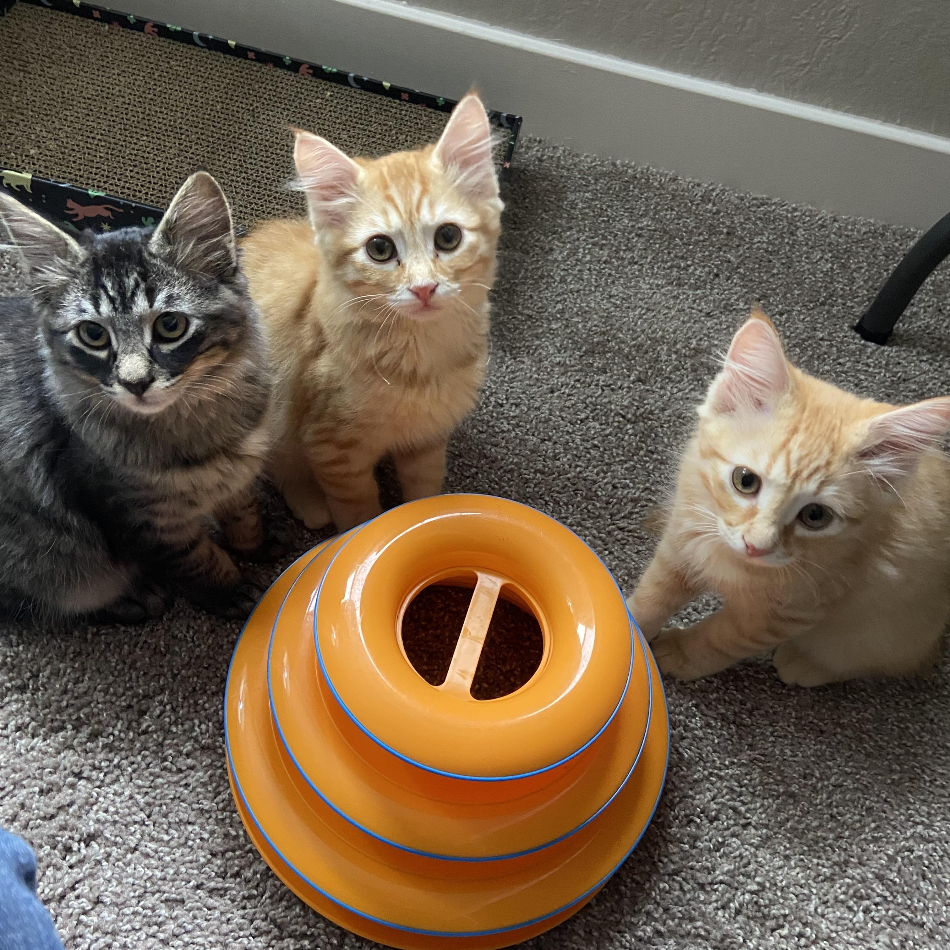 Elvis, a Adopted Domestic Medium Hair in Salinas, CA image 4/5