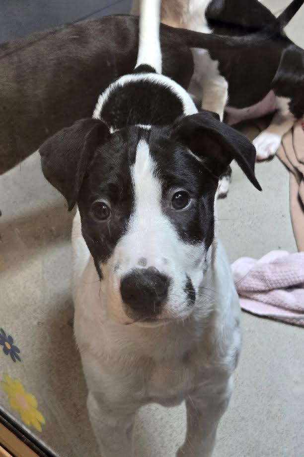Teddy Bear, adoptable, Puppy Male Mixed Breed.