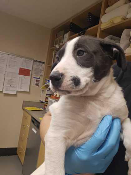 Enlarge Teddy Bear, an adoptable mixed breed in Bellingham, WA image 2/3