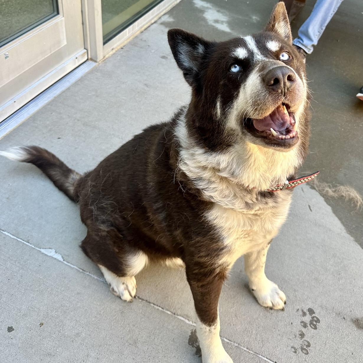 Enlarge Dojo, a Adoptable mixed breed in Boulder, CO image 4/6