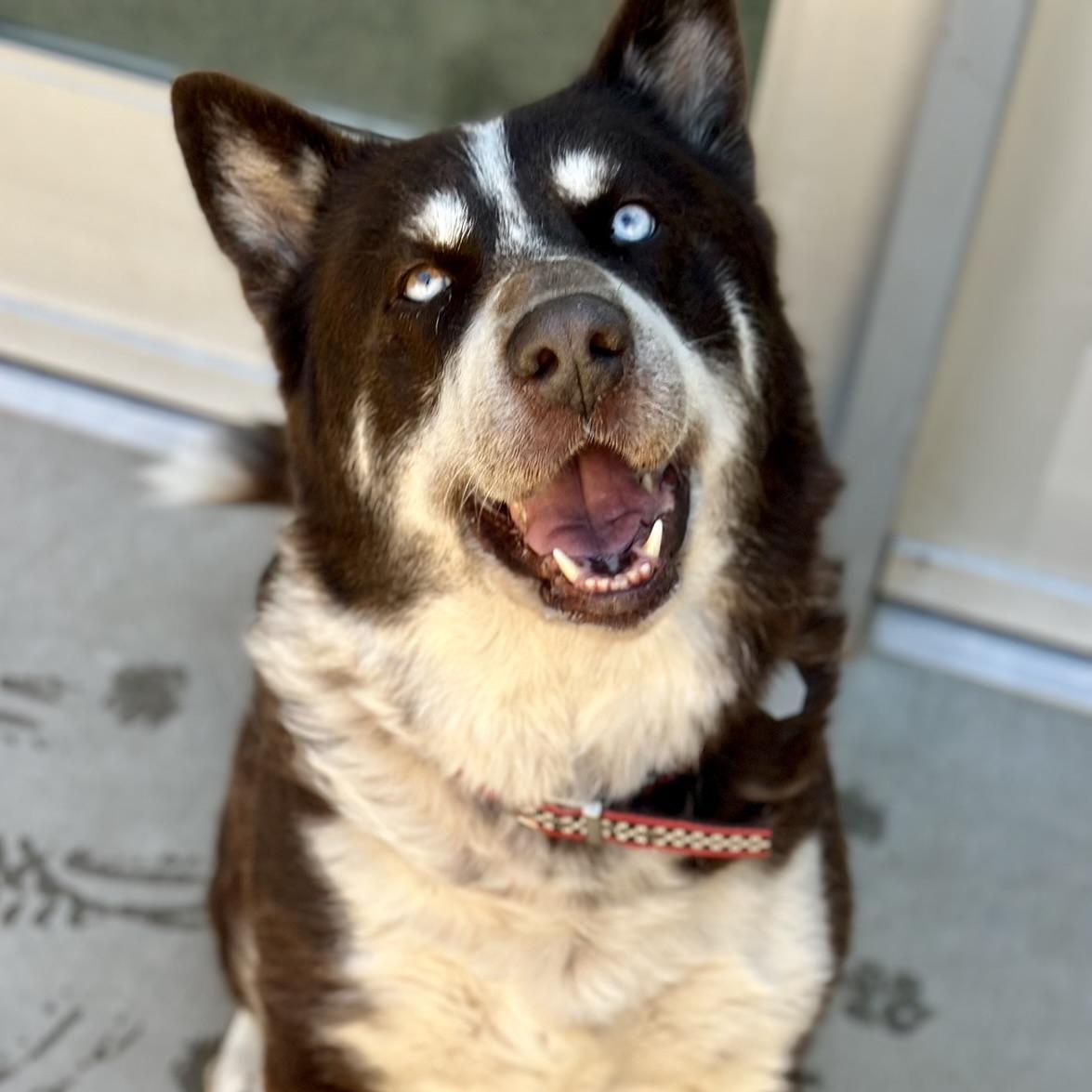 Enlarge Dojo, a Adoptable mixed breed in Boulder, CO image 1/6