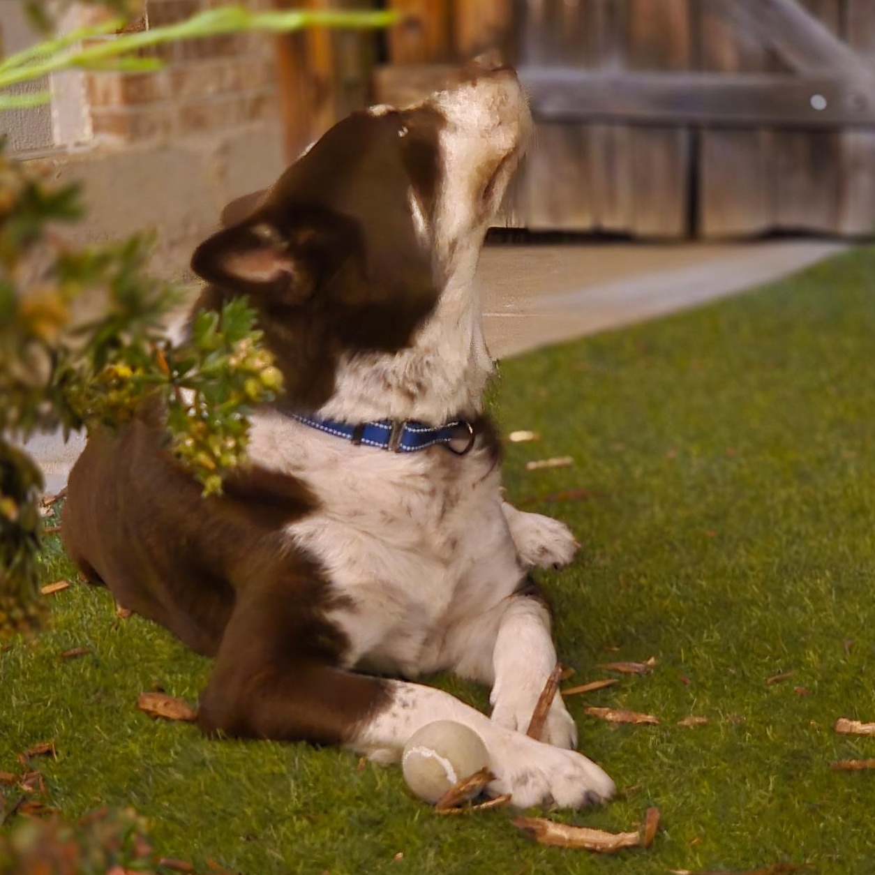 Enlarge Dojo, a Adoptable mixed breed in Boulder, CO image 2/6