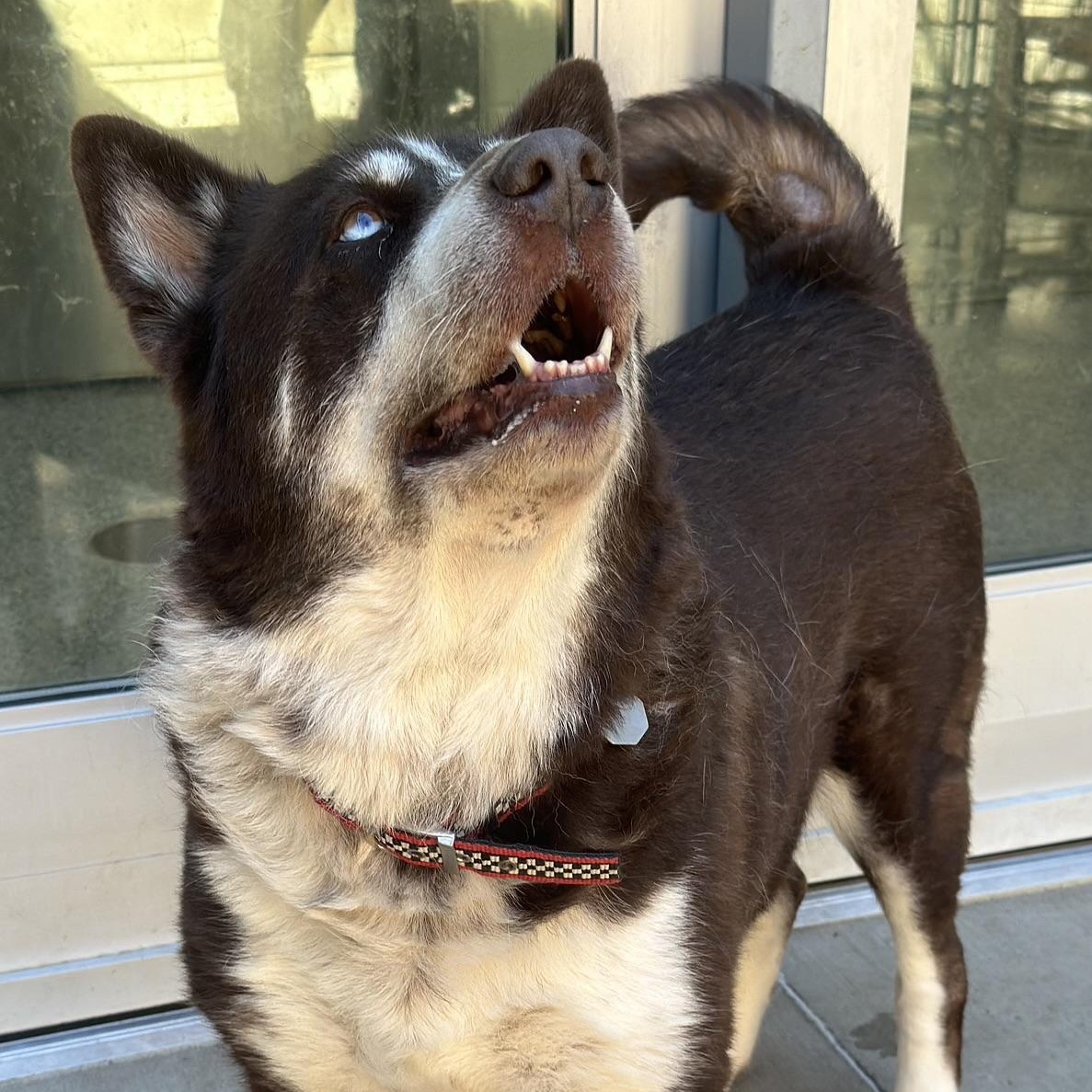 Enlarge Dojo, a Adoptable mixed breed in Boulder, CO image 6/6