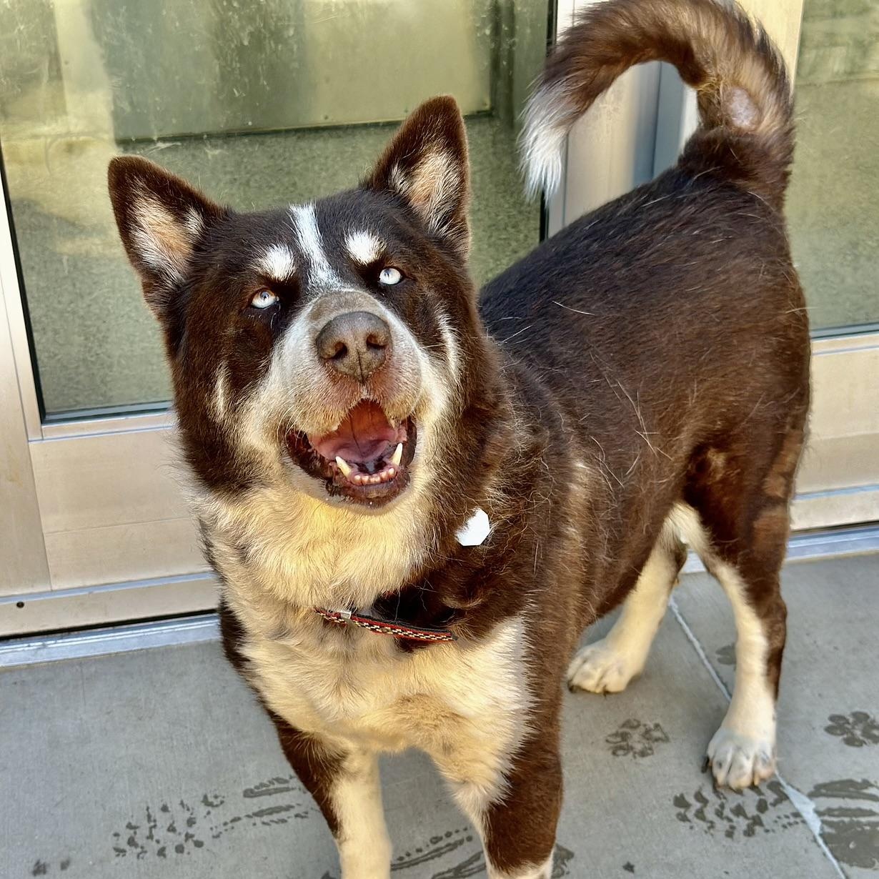 Enlarge Dojo, a Adoptable mixed breed in Boulder, CO image 3/6