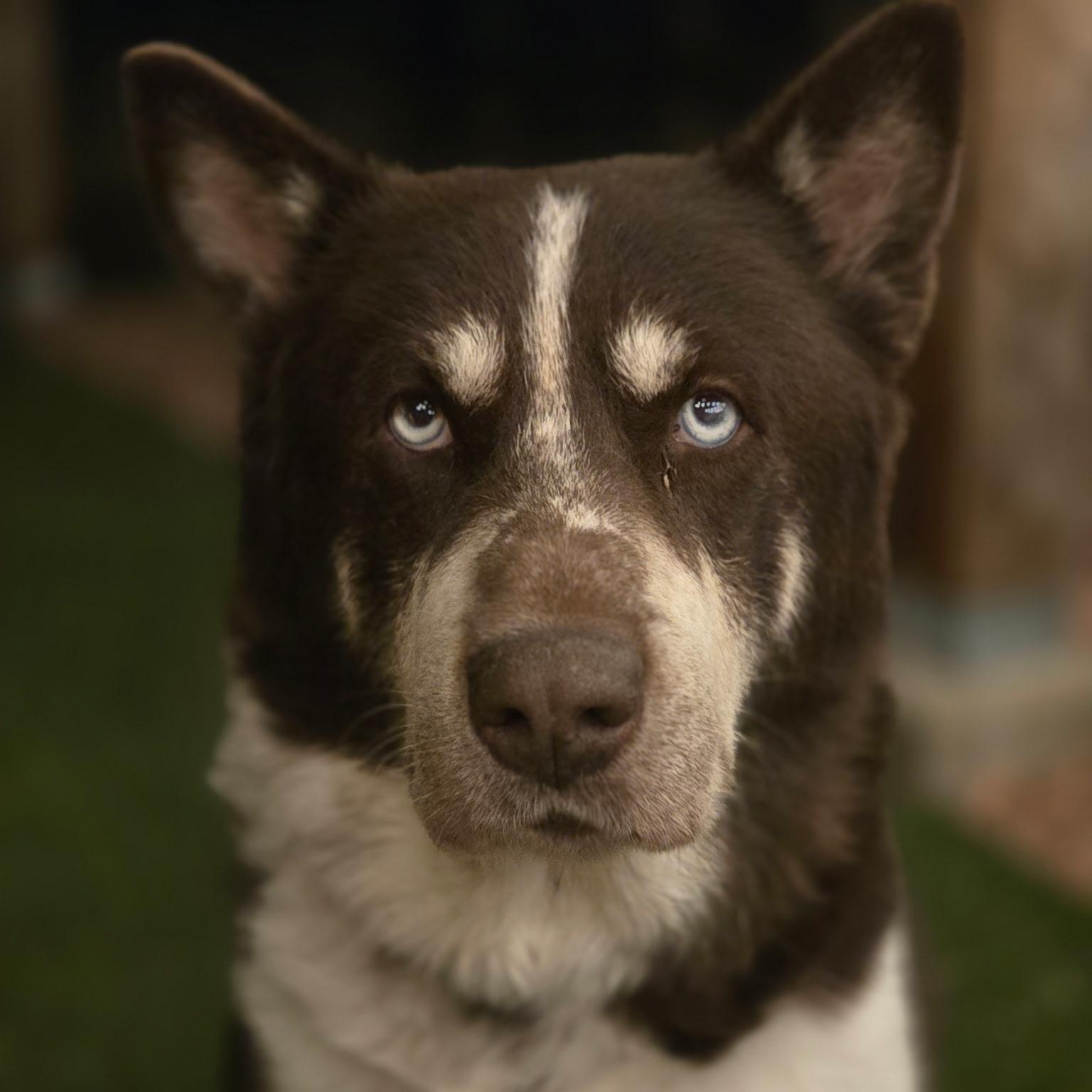 Enlarge Dojo, a Adoptable mixed breed in Boulder, CO image 5/6