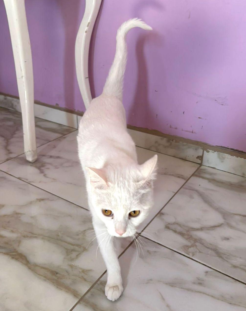 Pink — thumbnail 2