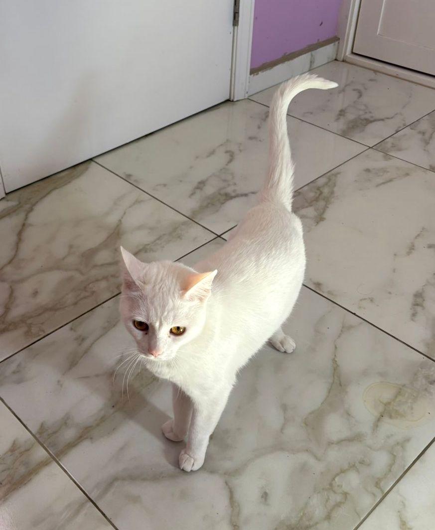 Pink — thumbnail 3