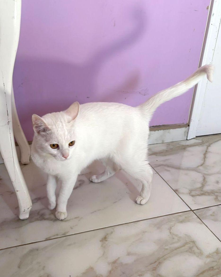 Pink — thumbnail 4