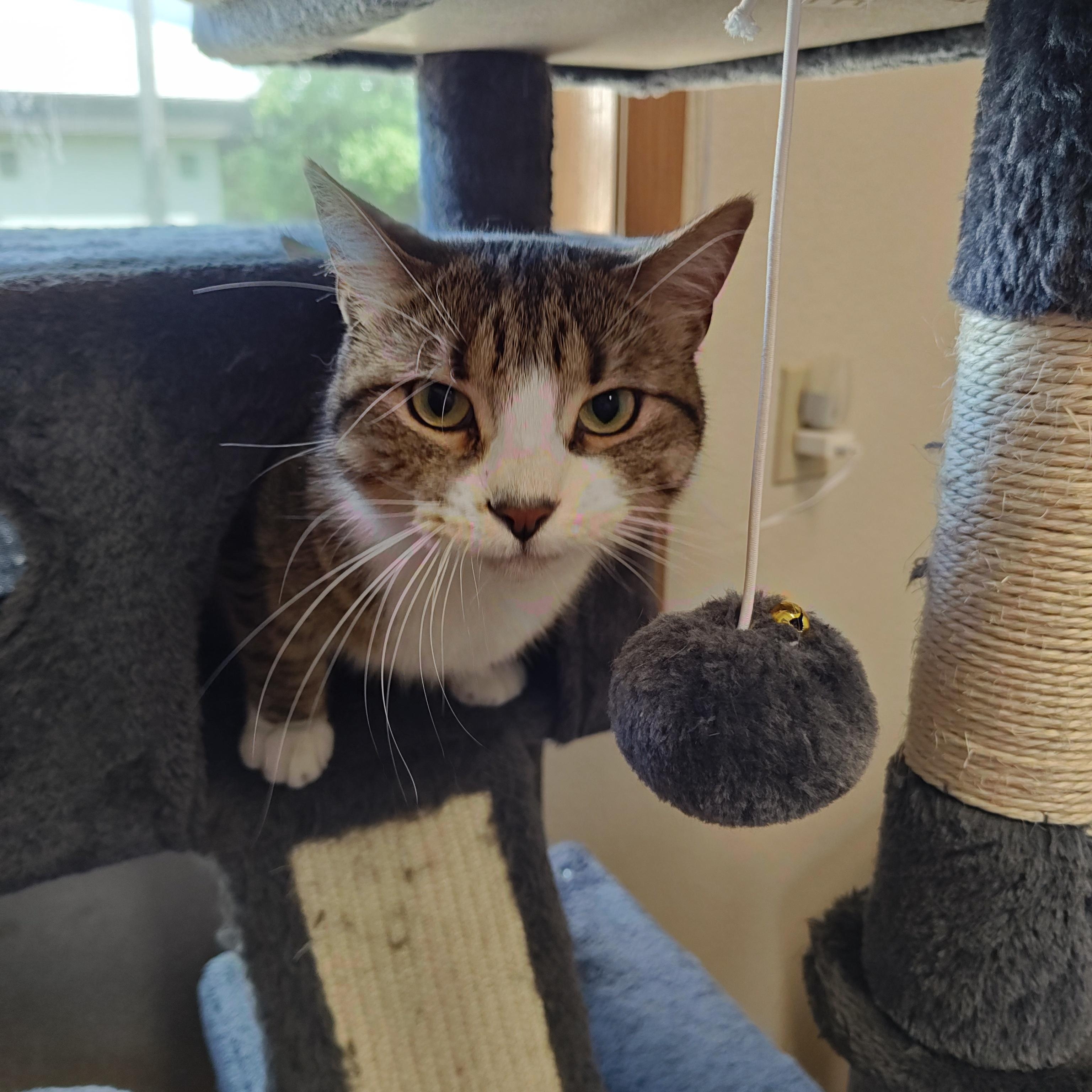 Micah, Adult Male Domestic Short Hair
