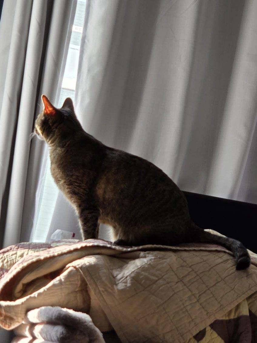 Rockette, a ADOPTABLE Domestic Short Hair in Melrose, MA image 4/6