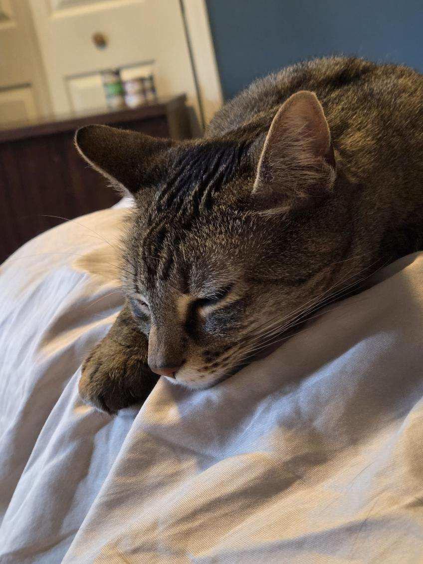 Rockette, a ADOPTABLE Domestic Short Hair in Melrose, MA image 3/6