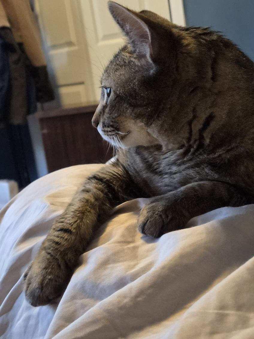 Rockette, ADOPTABLE, Adult Female Domestic Short Hair.