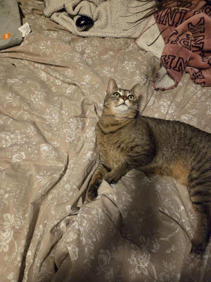 Rockette, a ADOPTABLE Domestic Short Hair in Melrose, MA image 2/6