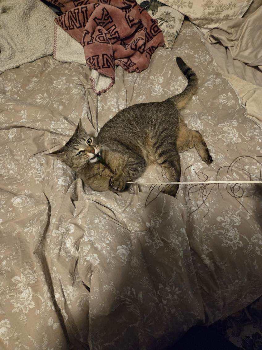 Rockette, a ADOPTABLE Domestic Short Hair in Melrose, MA image 5/6