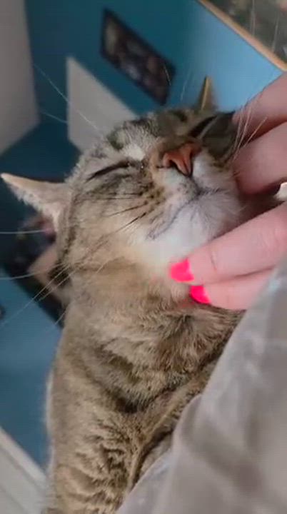 Enlarge Rockette, a ADOPTABLE Domestic Short Hair in Melrose, MA video 6/6