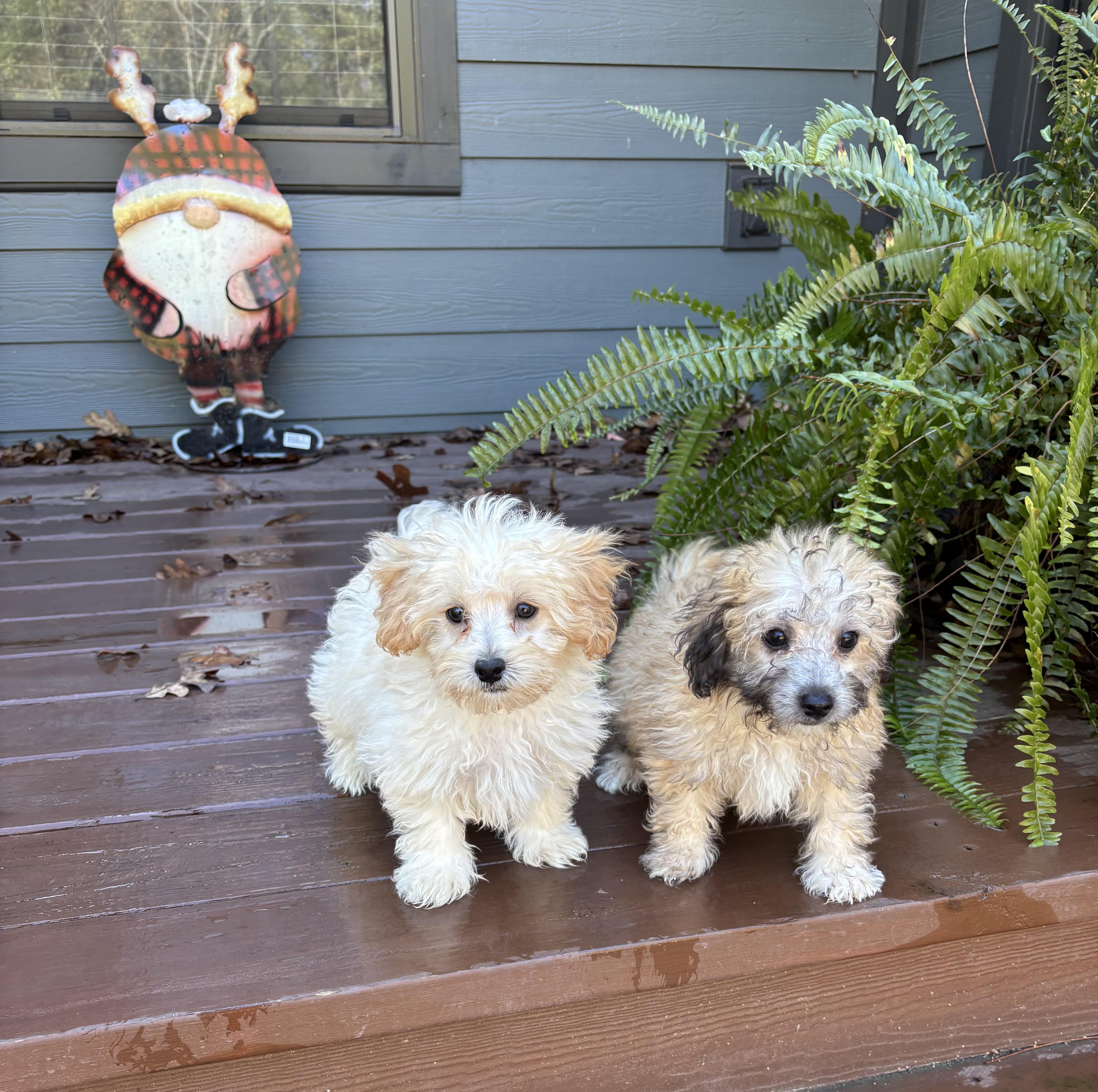 Enlarge Malti-poo puppies!, an adopted mixed breed in Rowlett, TX image 1/1