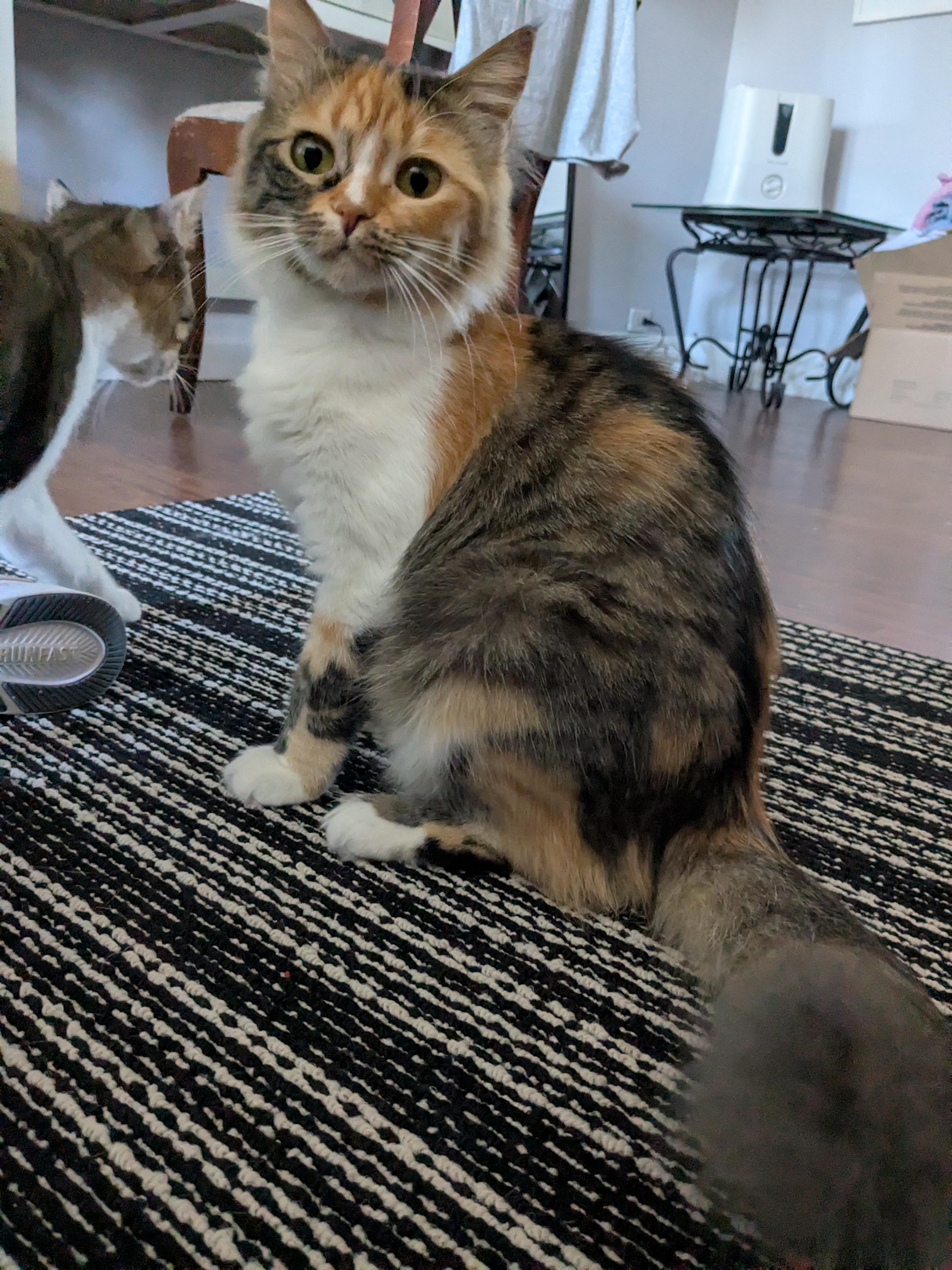 Enlarge Sweetie C, a Adoptable mixed breed in Brampton, ON image 3/3