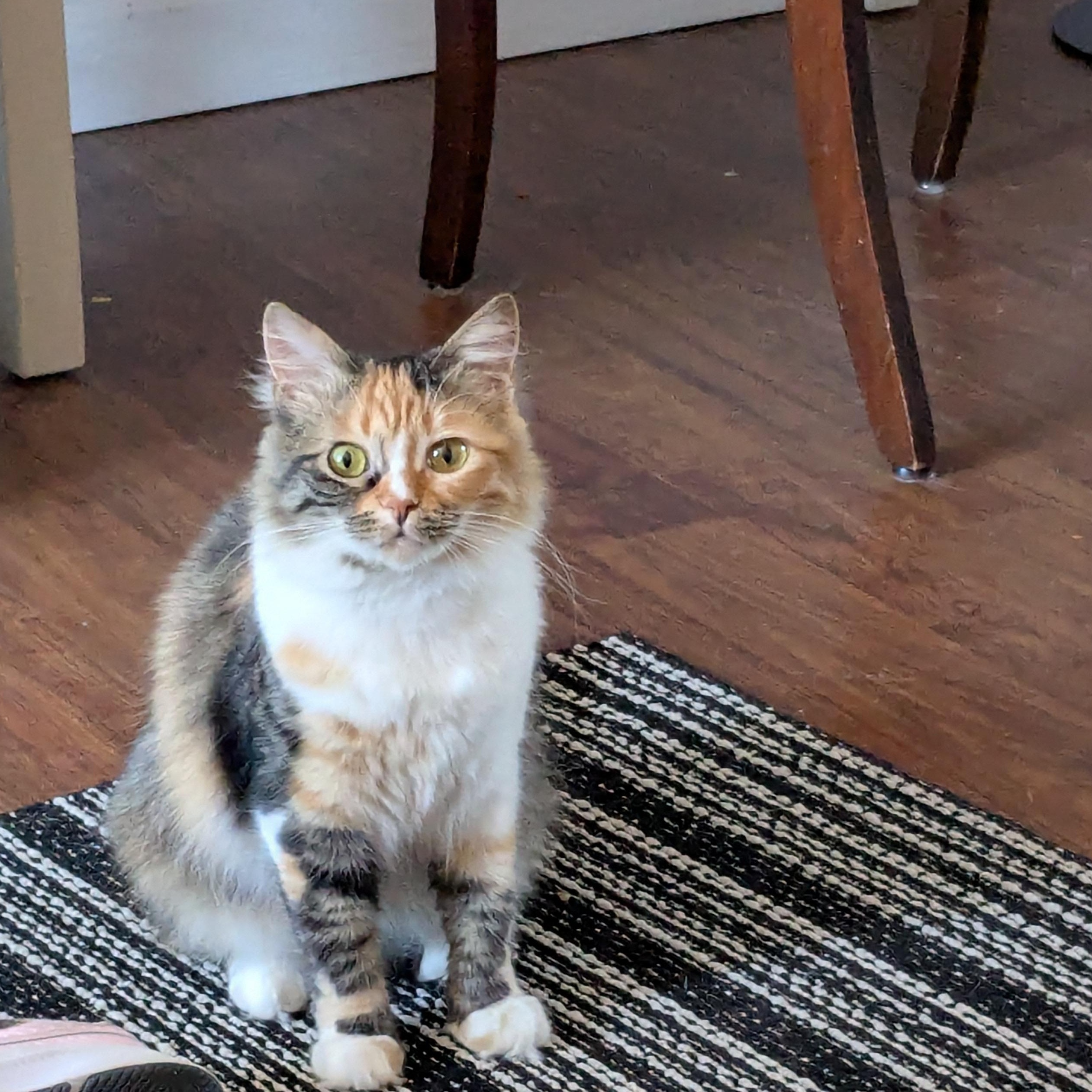 Sweetie C, Adoptable, Adult Female Calico.
