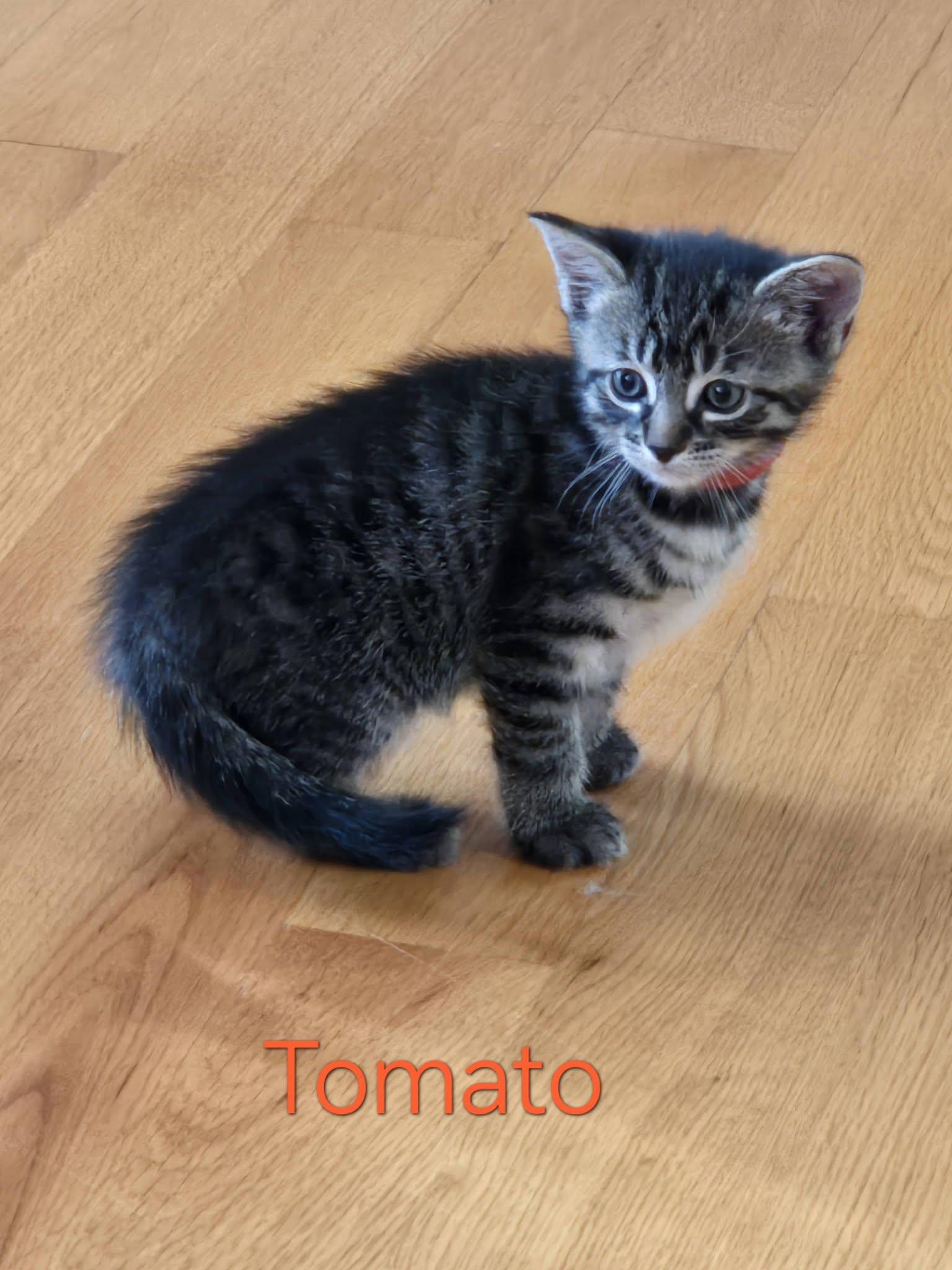 Tomato - Kitten, a Adoptable Domestic Short Hair in Enfield, CT image 1/6