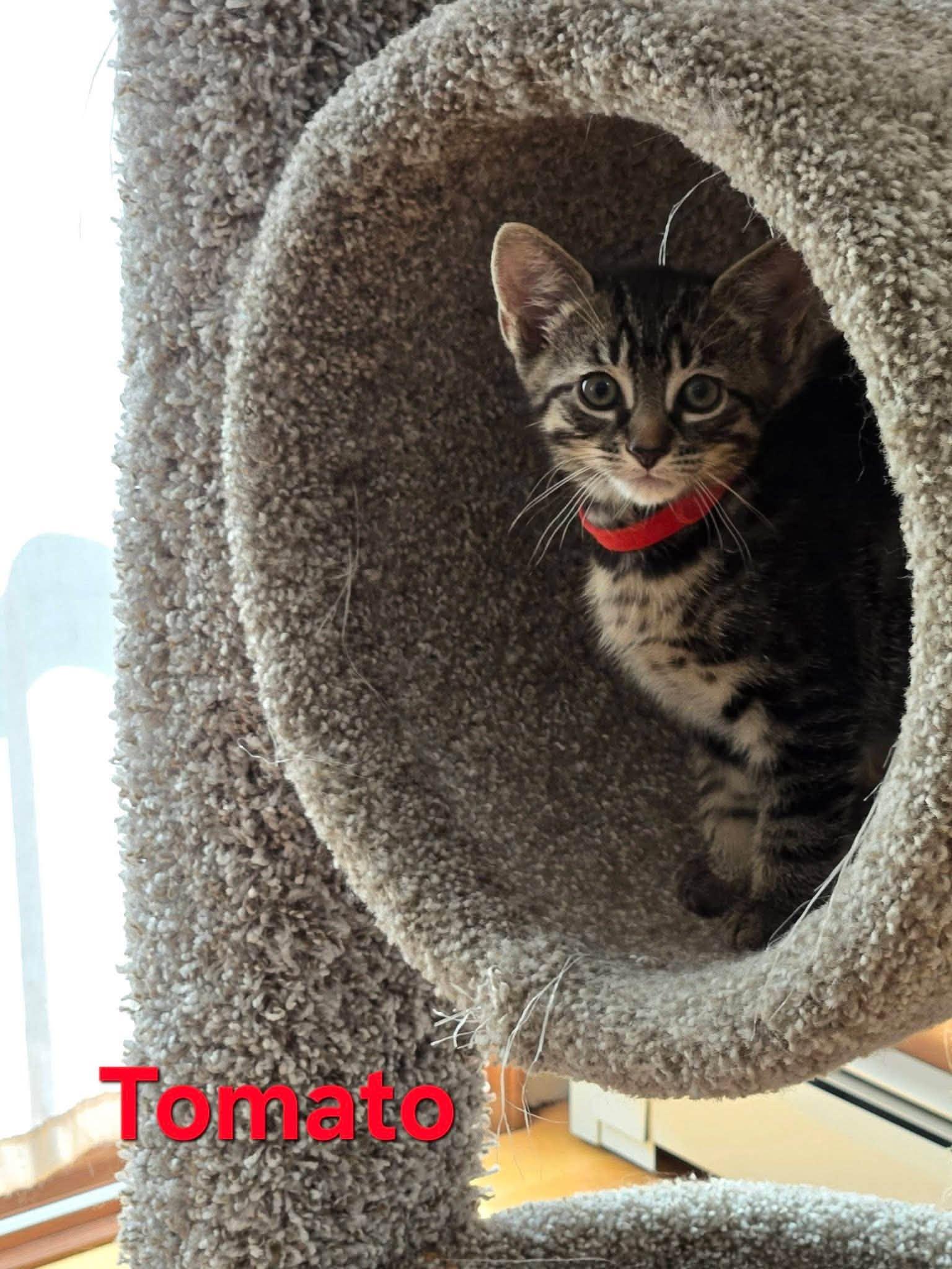 Tomato - Kitten, a Adoptable Domestic Short Hair in Enfield, CT image 2/6