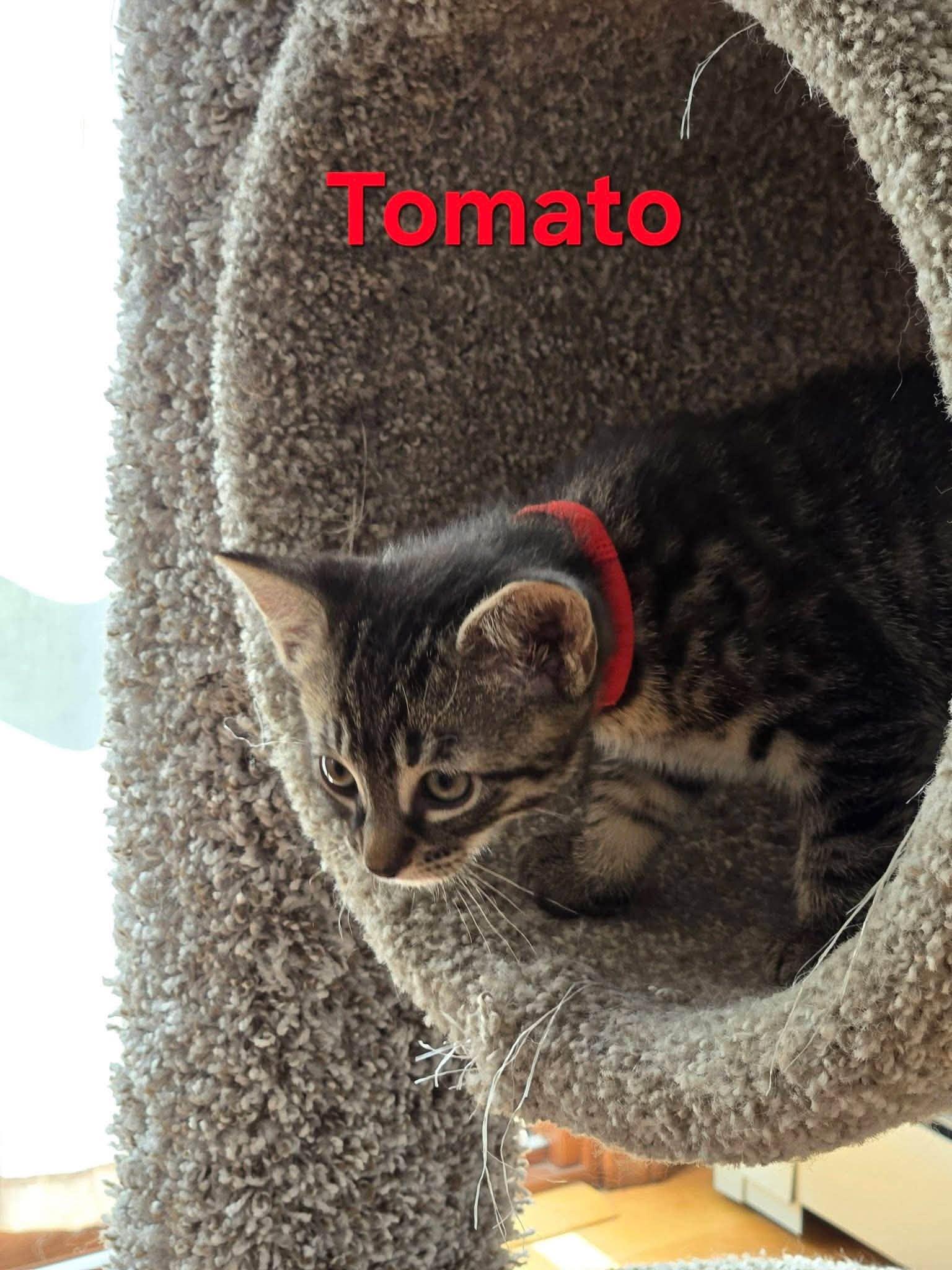 Tomato - Kitten, a Adoptable Domestic Short Hair in Enfield, CT image 3/6