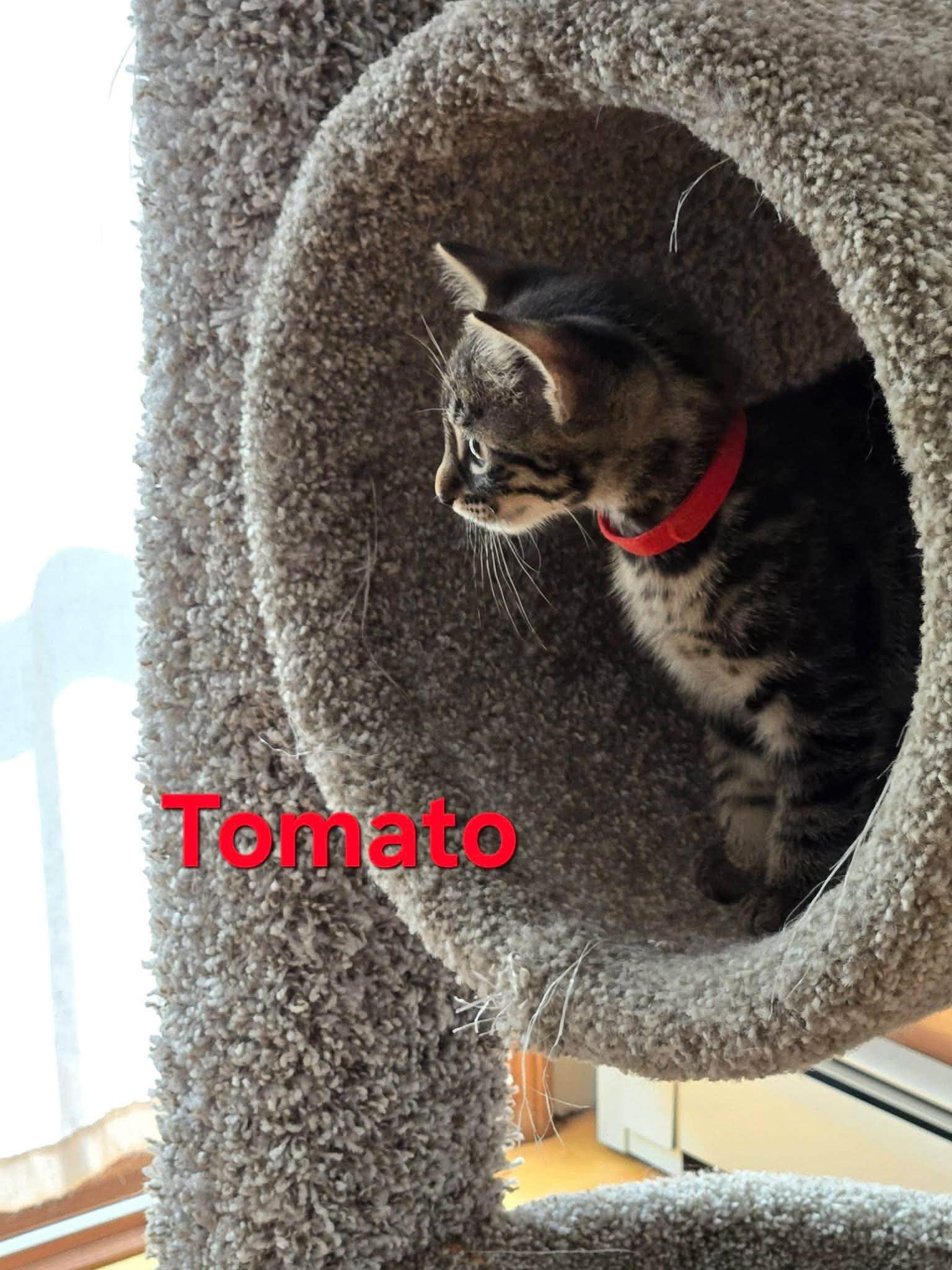 Tomato - Kitten, a Adoptable Domestic Short Hair in Enfield, CT image 4/6