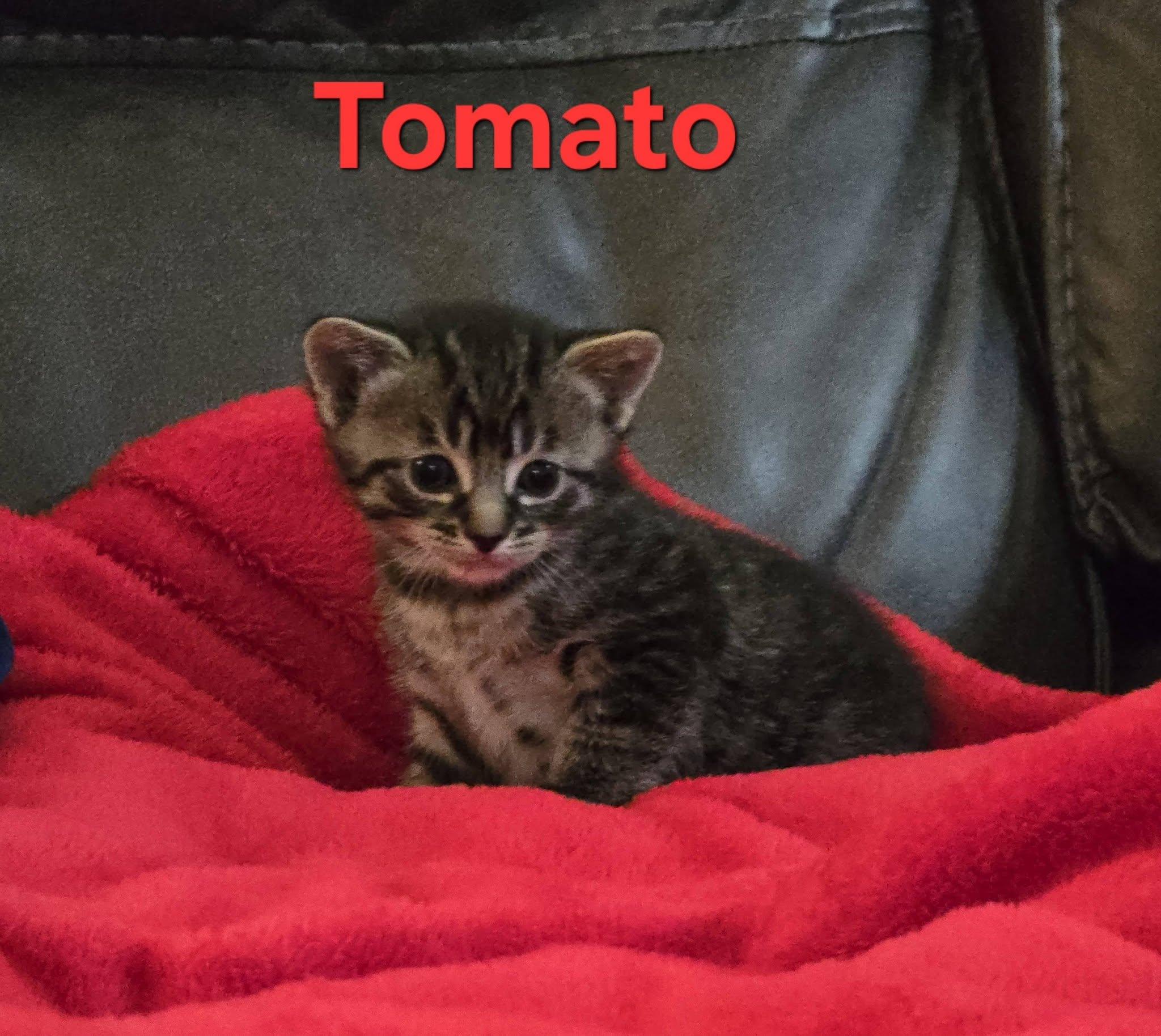 Tomato - Kitten, a Adoptable Domestic Short Hair in Enfield, CT image 5/6