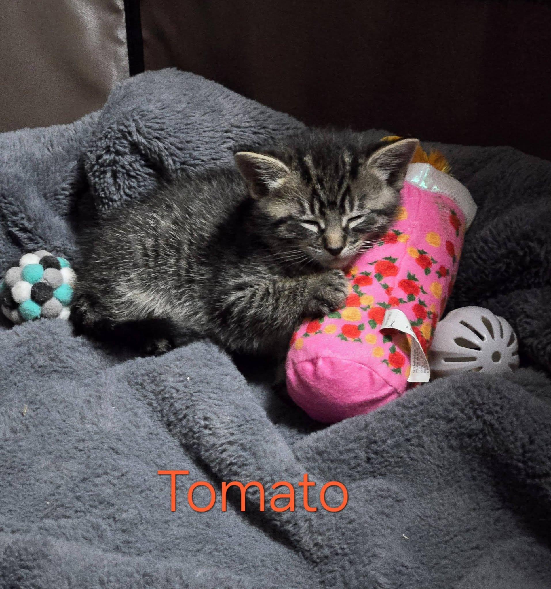 Tomato - Kitten, a Adoptable Domestic Short Hair in Enfield, CT image 6/6