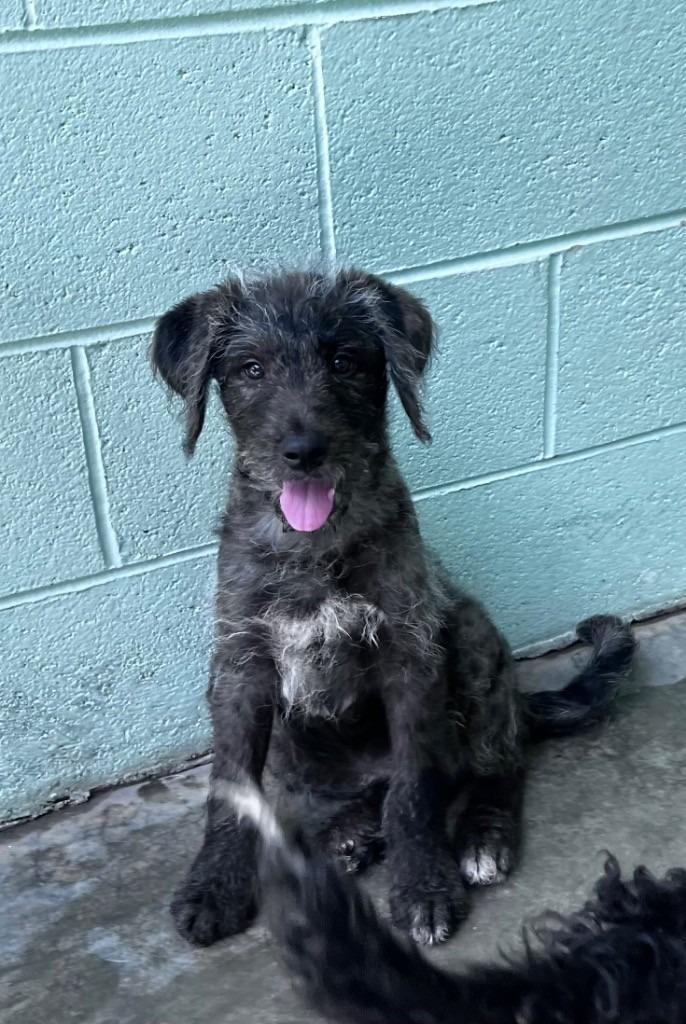 Max, a Adopted mixed breed in Blountville, TN image 1/2